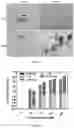 Fig. 05 - Enzymatically activatable peptide-redox modulator conjugates and use thereof