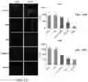 Fig. 11 - Enzymatically activatable peptide-redox modulator conjugates and use thereof
