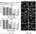 Fig. 12 - Enzymatically activatable peptide-redox modulator conjugates and use thereof