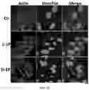 Fig. 13 - Enzymatically activatable peptide-redox modulator conjugates and use thereof