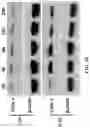 Fig. 16 - Enzymatically activatable peptide-redox modulator conjugates and use thereof