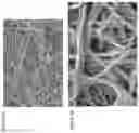 Fig. 03 - Compositions of polymeric nanowires and methods of making and using thereof