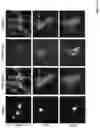 Fig. 06 - Compositions of polymeric nanowires and methods of making and using thereof