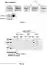 Fig. 05 - Treatment of neuropathy with DNA constructs expressing IGF-1 isoforms