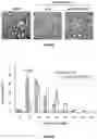 Fig. 08 - Treatment of neuropathy with DNA constructs expressing IGF-1 isoforms