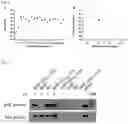 Fig. 04 - ANIMAL MODEL SYSTEM AND USES THEREOF