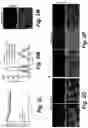 Fig. 06 - SELF-ASSEMBLING CYCLOPEPTIDE-DYE COMPOUNDS, FORMULATIONS THEREOF, AND USES THEREOF