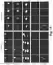 Fig. 33 - SELF-ASSEMBLING CYCLOPEPTIDE-DYE COMPOUNDS, FORMULATIONS THEREOF, AND USES THEREOF