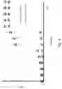Fig. 10 - Formation and uses of europium