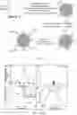 Fig. 05 - Bi-DOTA complex-loaded dendritic polymer nanoparticles