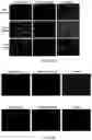 Fig. 08 - Bi-DOTA complex-loaded dendritic polymer nanoparticles