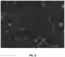 Fig. 09 - Compositions and associated methods for radioisotope-binding microparticles