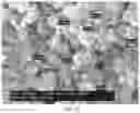 Fig. 31 - Polyphosphate-functionalized inorganic nanoparticles as hemostatic compositions and methods of use