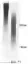 Fig. 56 - Polyphosphate-functionalized inorganic nanoparticles as hemostatic compositions and methods of use