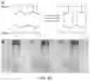 Fig. 63 - Polyphosphate-functionalized inorganic nanoparticles as hemostatic compositions and methods of use