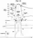 Fig. 09 - Systems and methods for inertial sensing for VAD diagnostics and closed loop control