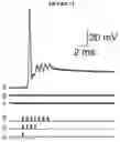 Fig. 14 - SYSTEMS AND METHODS FOR ULTRASOUND MODULATION OF NEURONS