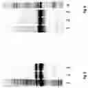 Fig. 06 - Novel Chromatography Media