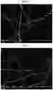 Fig. 04 - Method for manufacturing resin sheet, resin sheet, method for manufacturing structural body, structural body, and airframe of aircraft