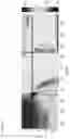 Fig. 28 - Coilable thin-walled longerons and coilable structures implementing longerons and methods for their manufacture and coiling