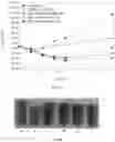 Fig. 07 - Antifungal compounds and methods of forming the same