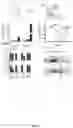 Fig. 07 - Compositions and methods comprising substituted 2-aminoimidazoles