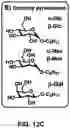 Fig. 15 - Carbohydrate-binding small molecules with antiviral activity