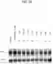 Fig. 06 - Compounds having estrogen receptor alpha degradation activity and uses thereof