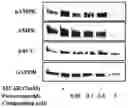 Fig. 01 - PROCESS FOR THE ISOLATION OF NOVEL GLYCOSIDES FROM PTEROCARPUS MARSUPIUM AND THEIR THERAPEUTIC EFFECTS