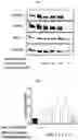 Fig. 02 - PROCESS FOR THE ISOLATION OF NOVEL GLYCOSIDES FROM PTEROCARPUS MARSUPIUM AND THEIR THERAPEUTIC EFFECTS
