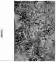 Fig. 04 - PROCESS FOR THE PREPARATION OF FLUTICASONE PROPIONATE FORM I