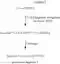 Fig. 17 - Method for preparation of peptides with psWang linker