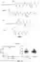 Fig. 13 - Antigenic tripeptides derived from subsp. s-type strains, derivatives and uses thereof
