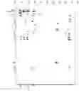 Fig. 07 - Depsipeptide and uses thereof