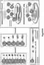 Fig. 13 - Isolated B7-H4 specific compositions and methods of use thereof