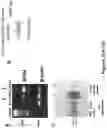 Fig. 23 - Isolated B7-H4 specific compositions and methods of use thereof