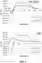 Fig. 14 - ANTIMICROBIAL PEPTIDES AND METHODS OF TREATING GRAM-NEGATIVE PATHOGENS
