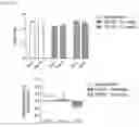 Fig. 11 - Dual function proteins comprising FGF21 mutant protein and pharmaceutical composition comprising same