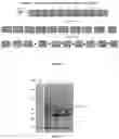 Fig. 02 - EXPRESSION AND LARGE-SCALE PRODUCTION OF PEPTIDES