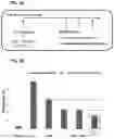 Fig. 04 - TREATMENT OF NEUROPATHY WITH IGF-1-ENCODING DNA CONSTRUCTS AND HGF-ENCODING DNA CONSTRUCTS