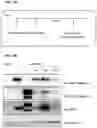 Fig. 08 - TREATMENT OF NEUROPATHY WITH IGF-1-ENCODING DNA CONSTRUCTS AND HGF-ENCODING DNA CONSTRUCTS