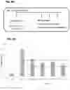 Fig. 09 - TREATMENT OF NEUROPATHY WITH IGF-1-ENCODING DNA CONSTRUCTS AND HGF-ENCODING DNA CONSTRUCTS