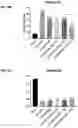 Fig. 11 - TREATMENT OF NEUROPATHY WITH IGF-1-ENCODING DNA CONSTRUCTS AND HGF-ENCODING DNA CONSTRUCTS
