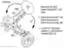 Fig. 01 - TNF-TYPE RECEPTOR-LIGAND FUSION PROTEINS AND METHODS