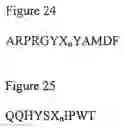 Fig. 06 - Antibody