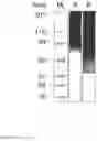 Fig. 07 - Antibody