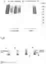 Fig. 11 - Antibody