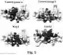 Fig. 03 - Heterodimeric proteins and preparation method thereof
