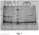 Fig. 08 - Heterodimeric proteins and preparation method thereof