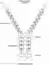 Fig. 01 - FILAMIN B BINDING PROTEINS AND USES THEREOF